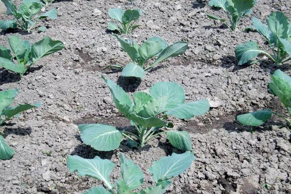 แปลงเพาะกล้าไม้