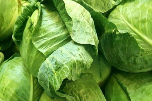 กะหล่ำปลีขาว