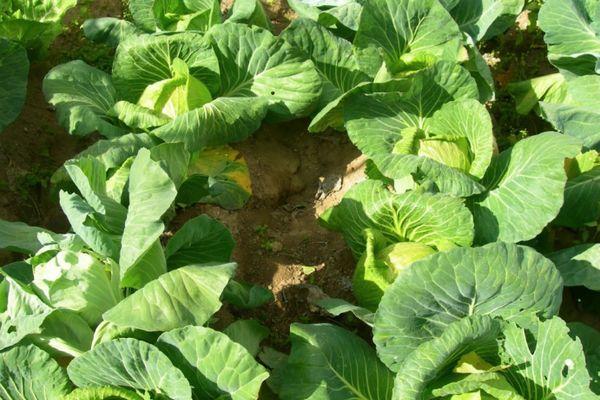 การปลูกกะหล่ำปลี