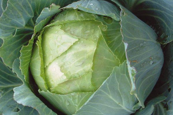 กะหล่ำปลีขาว