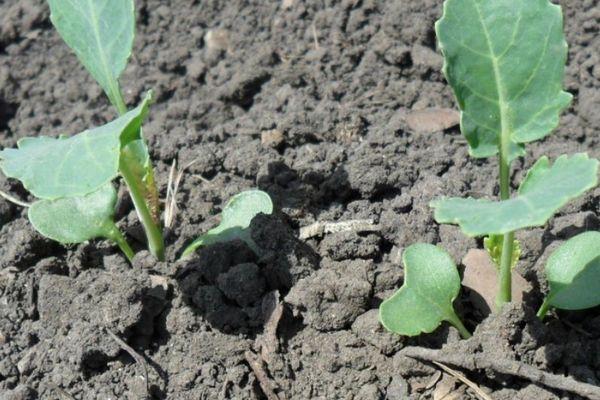 ต้นกล้าในดิน