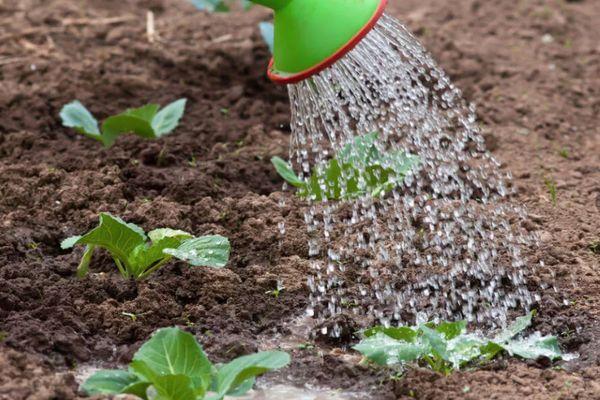 การรดน้ำต้นกล้า