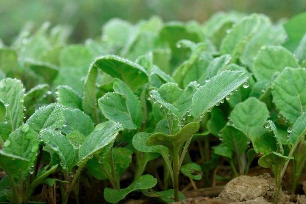 ต้นกล้ากะหล่ำปลี