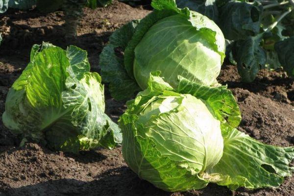 หัวกะหล่ำปลี