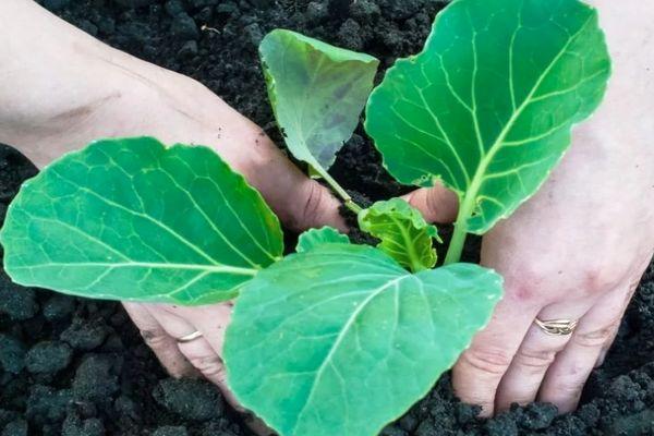 การปลูกกะหล่ำปลี