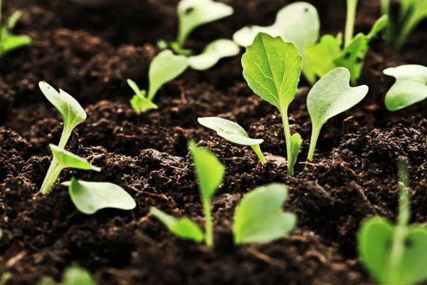 กะหล่ำปลีงอก