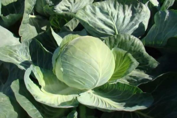 หัวกะหล่ำปลี