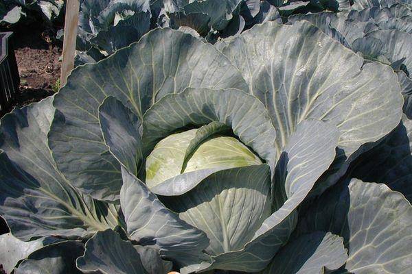 หัวกะหล่ำปลี