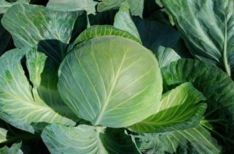 หัวกะหล่ำปลี