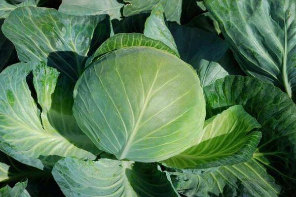 หัวกะหล่ำปลี