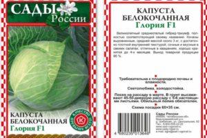 คำอธิบายพันธุ์กะหล่ำปลีกลอเรีย F1 และรายละเอียดเฉพาะของการปลูกพันธุ์ผสม