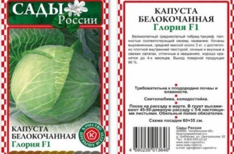 ลักษณะเด่นของกะหล่ำปลี