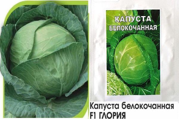 กะหล่ำปลีลูกผสม