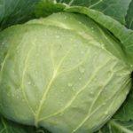 กะหล่ำปลีขาว