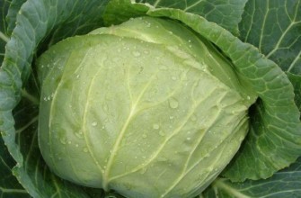 กะหล่ำปลีขาว