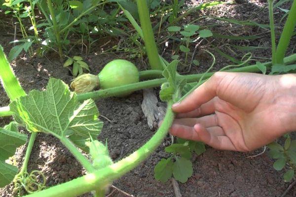 การปลูกฟักทอง