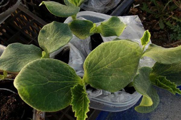 ถั่วงอกฟักทอง