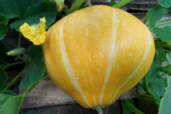 ฟักทองอ่อน