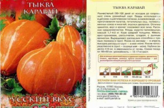 ลักษณะของฟักทอง