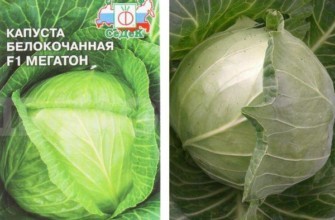 กะหล่ำปลี เมกะตัน F1