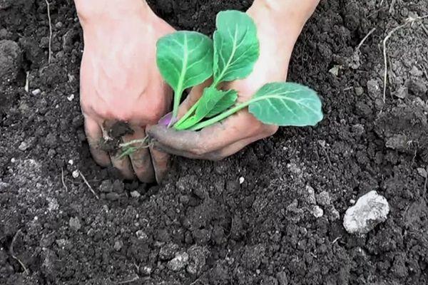 การปลูกกะหล่ำปลี