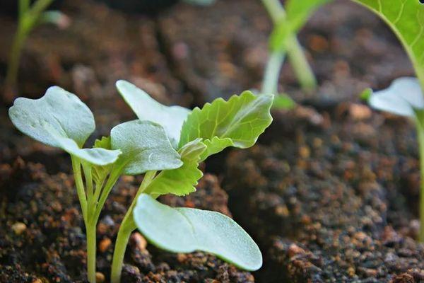 กะหล่ำปลีงอก