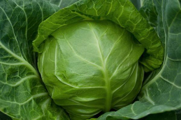 กะหล่ำปลีขาว