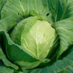 กะหล่ำปลีขาว