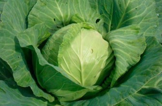 กะหล่ำปลีขาว