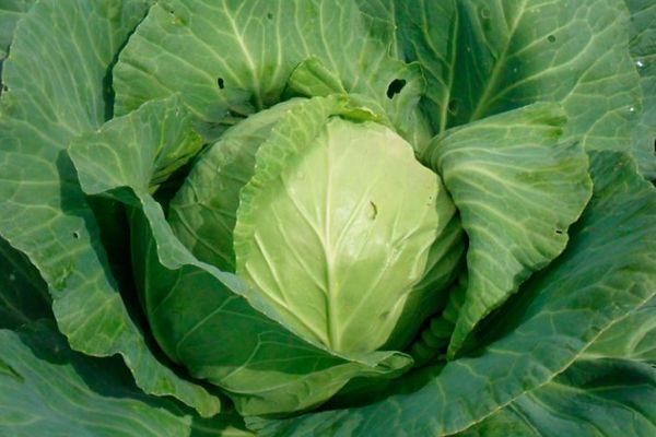 กะหล่ำปลีขาว