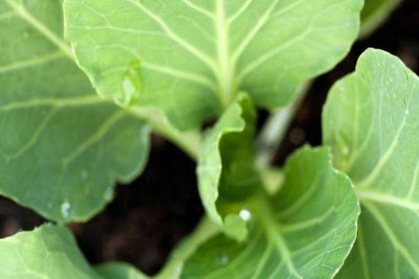 กะหล่ำปลีต้นอ่อน