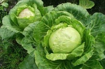 กะหล่ำปลีขาว