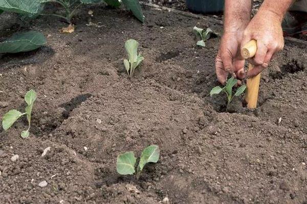 การปลูกต้นกล้า