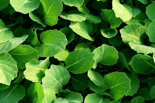 กะหล่ำปลีงอก