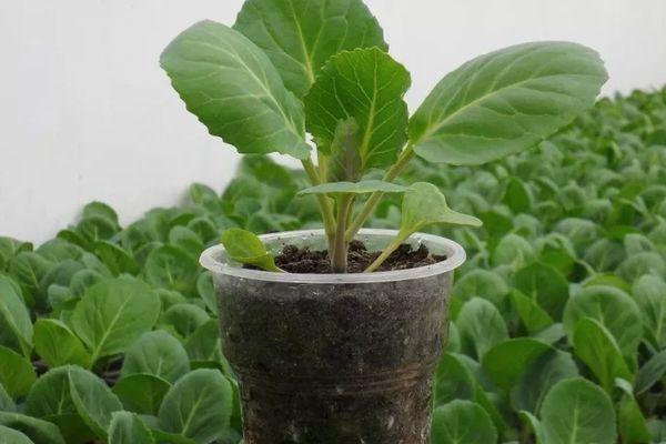 ต้นกล้าในแก้ว