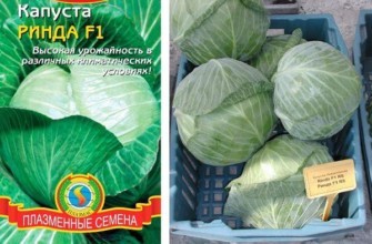 กะหล่ำปลีลูกผสม