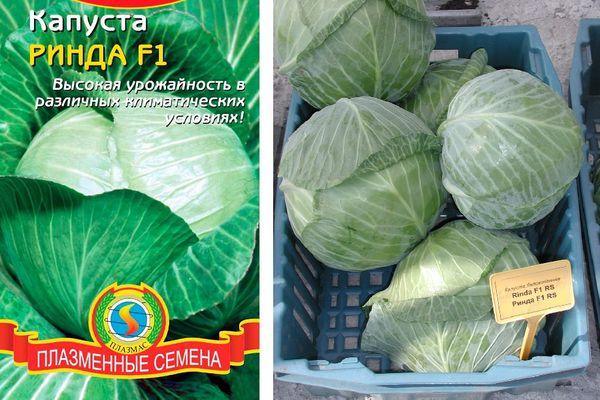 กะหล่ำปลีลูกผสม