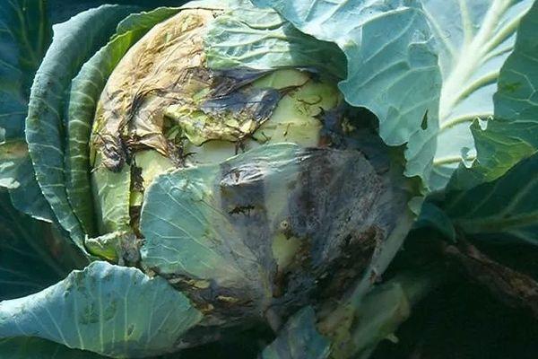 โรคกะหล่ำปลี