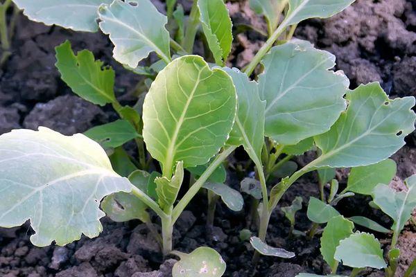 ต้นกล้ากะหล่ำปลี