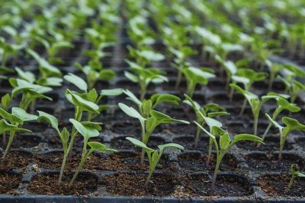 ต้นกล้ากะหล่ำปลี