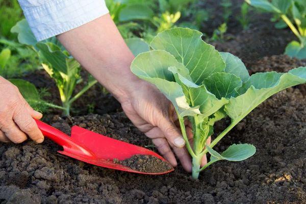 การปลูกกะหล่ำปลี