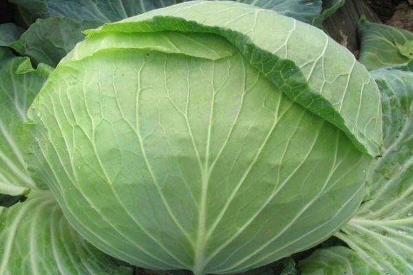 กะหล่ำปลีขาว