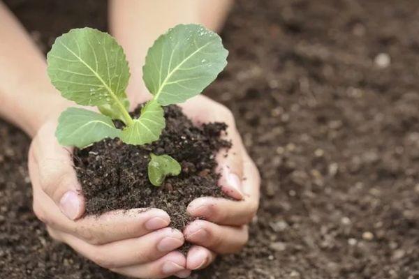 การปลูกกะหล่ำปลี