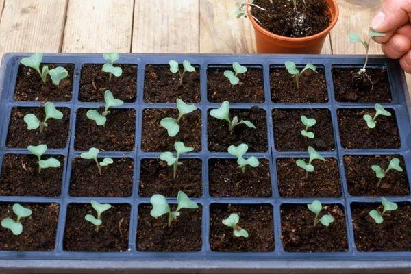 ต้นกล้ากะหล่ำปลี