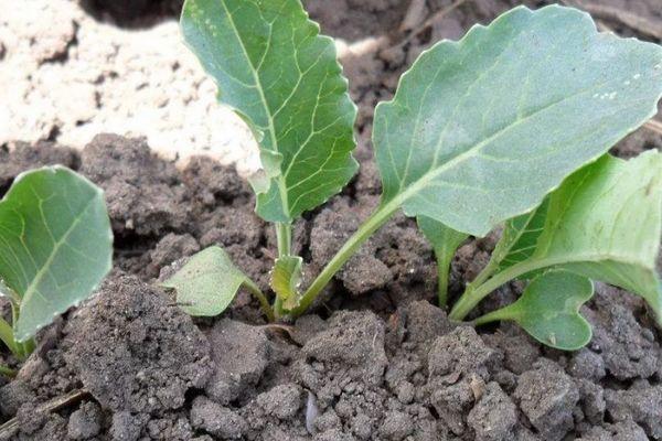 กะหล่ำปลีงอก