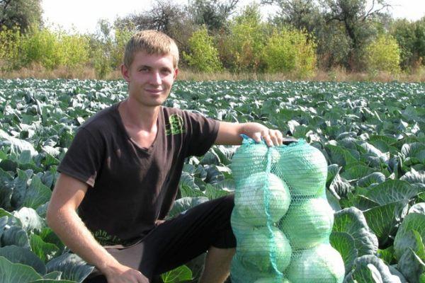 การเก็บเกี่ยวกะหล่ำปลี