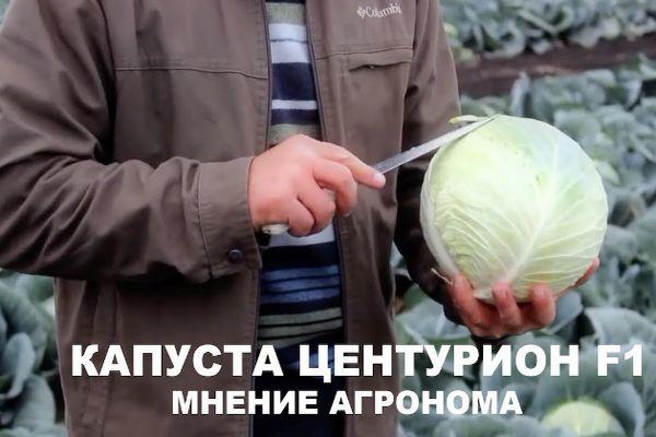 การปลูกกะหล่ำปลี