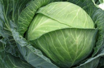 กะหล่ำปลีขาว