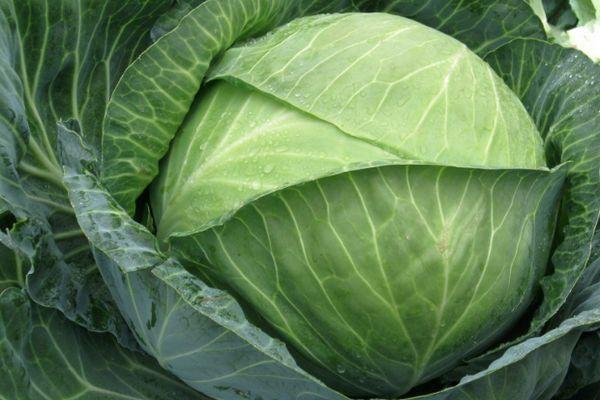 กะหล่ำปลีขาว