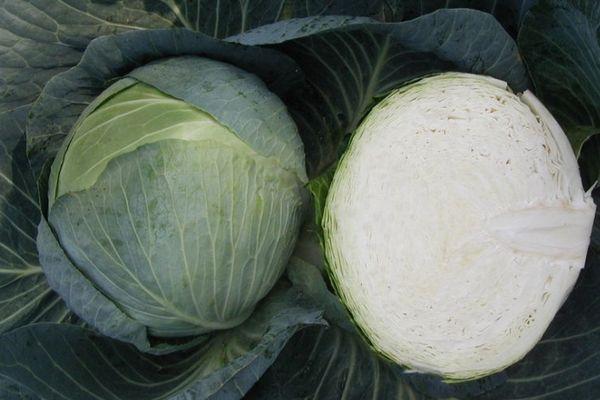 กะหล่ำปลีหั่น